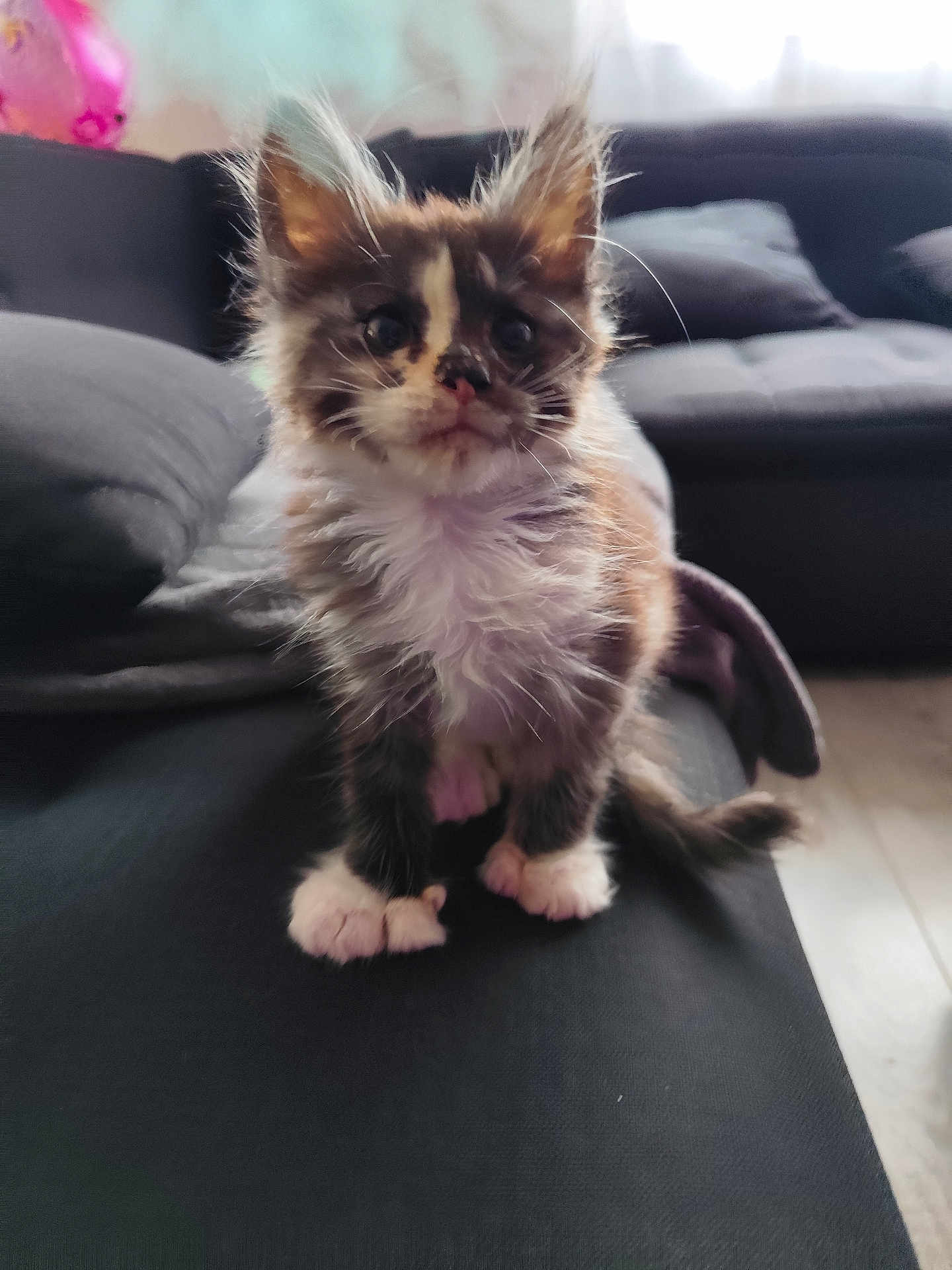 Alya a rejoint le concours — aidez-le/la à gagner de superbes lots ! animal, cat, couch, curious, cute, domestic, ears, fluffy, fur, furry, home, indoors, kitten, paws, pet, sitting, small, soft, whiskers, young