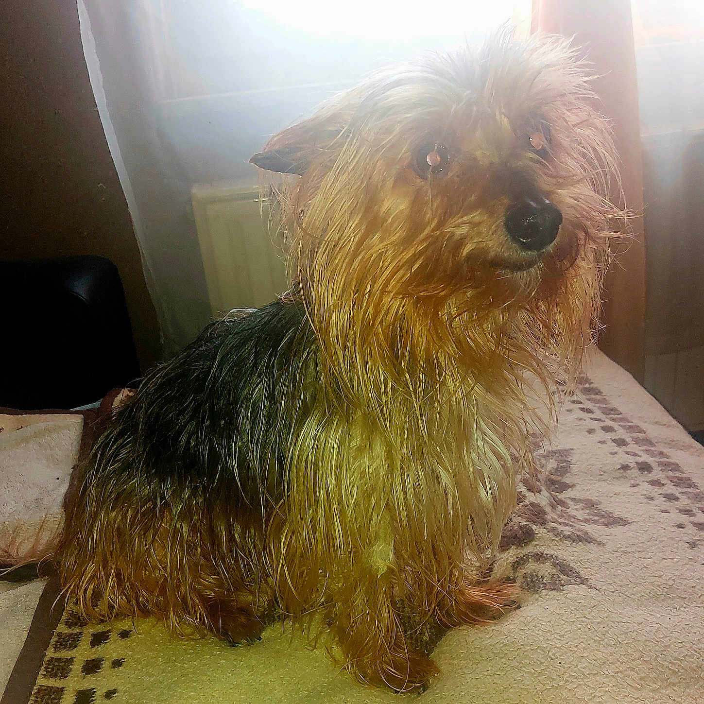 Guerande a rejoint le concours — aidez-le/la à gagner de superbes lots ! animal, black, blanket, brown, cozy, curtains, cute, dog, domestic, fur, home, indoor, pet, portrait, scruffy, sitting, small_dog, sunlight, wet, window