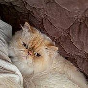 Luca joined the competition — help win amazing prizes! cat, persian_cat, pet, indoor, blanket, bedding, cozy, furry, cream_colored, closeup, portrait, face, whiskers, blue_eyes, relaxed, sleepy, fur, soft_texture, home, couch