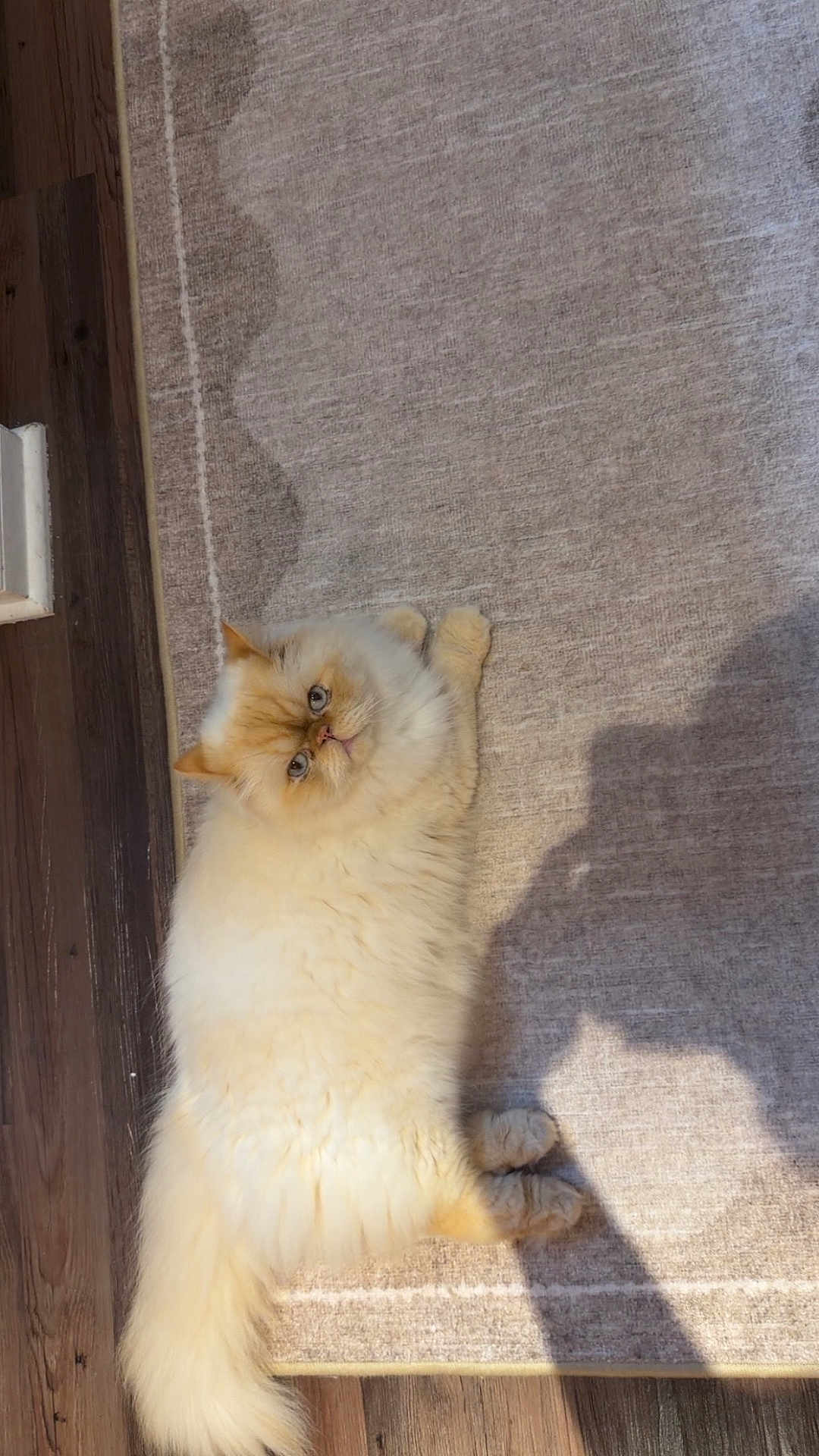 Luca is registered to the contest to win money with this photo: cat, fluffy, long_hair, cream_color, orange_tint, pet, indoor, rug, carpet, wooden_floor, paws, tail, lying_down, looking_up, blue_eyes, portrait, shadow, cute, relaxed, persian_cat