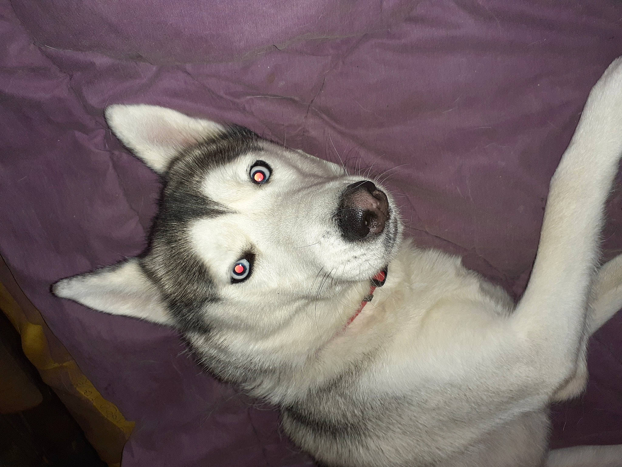 Noshka a rejoint le concours — aidez-le/la à gagner de superbes lots ! canis, carnivore, companion_dog, dog, dog_breed, eye, eyebrow, fur, head, jaw, non_sporting_group, siberian_husky, sled_dog, snout, whiskers, wolf, working_animal, working_dog