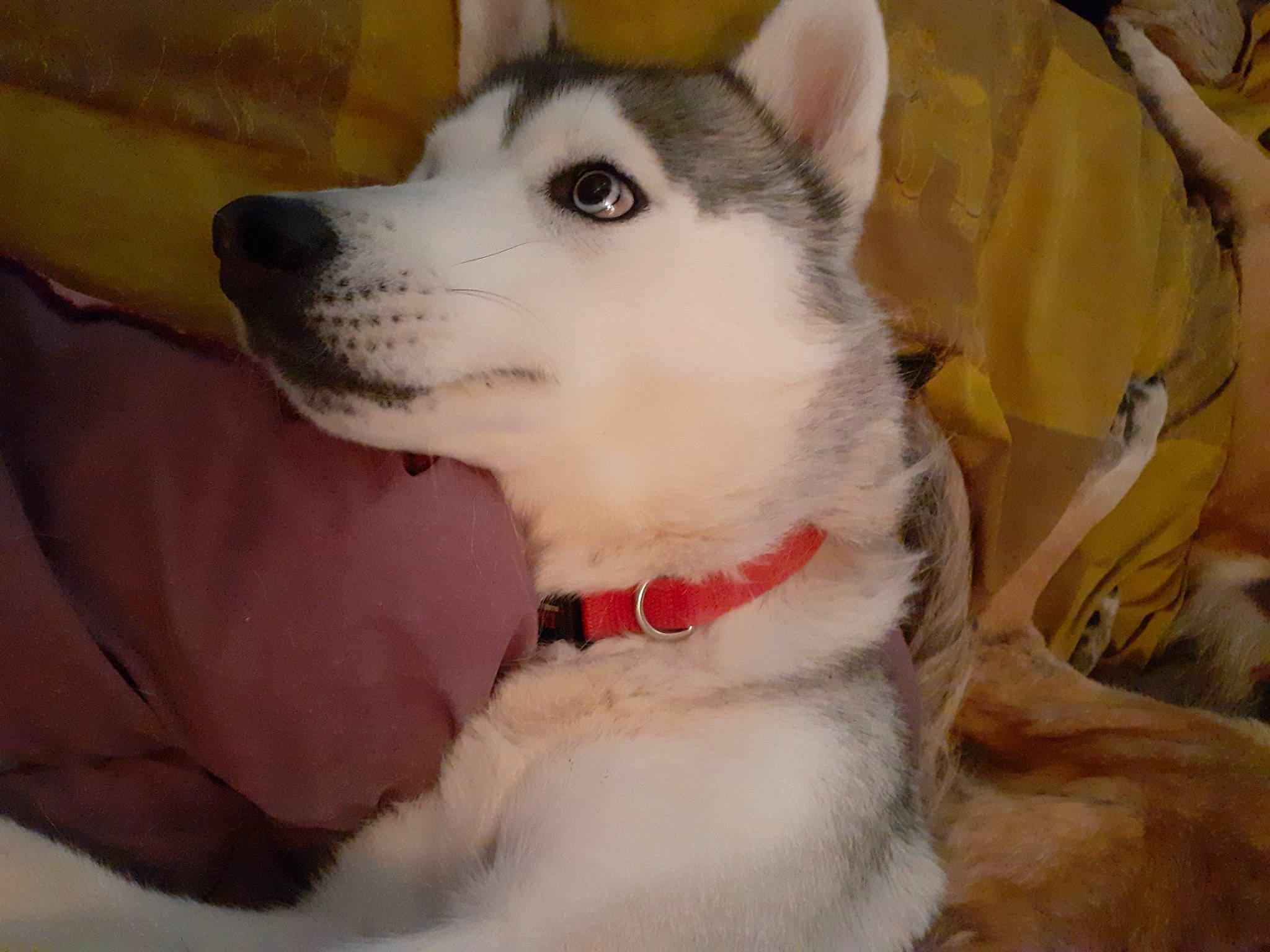 Noshka a rejoint le concours — aidez-le/la à gagner de superbes lots ! ancient_dog_breeds, canidae, carnivore, collar, companion_dog, dog, dog_breed, dog_collar, fang, fawn, fur, non_sporting_group, pet_supply, siberian_husky, sled_dog, snout, terrestrial_animal, whiskers, working_animal, working_dog