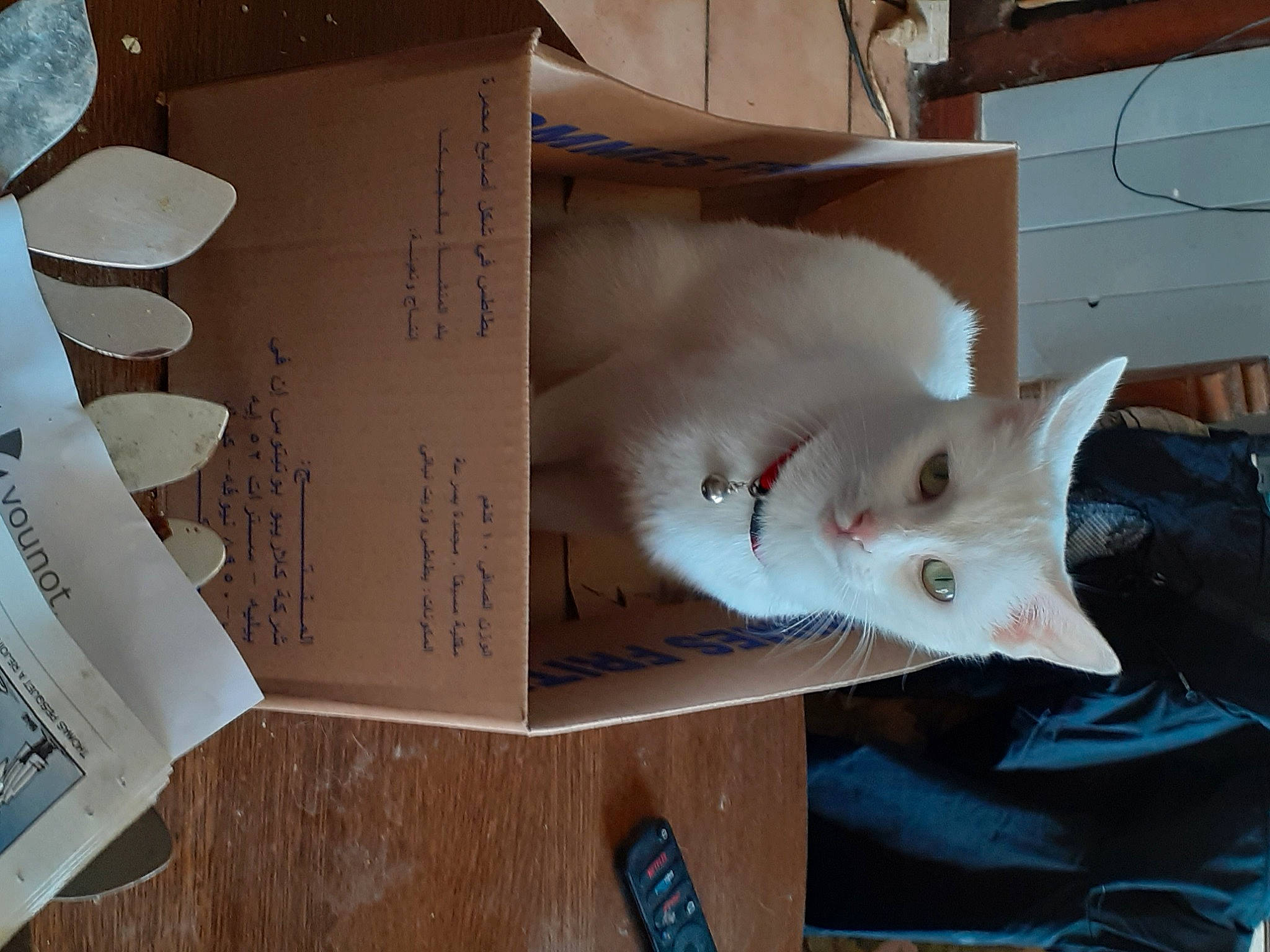 Rif a rejoint le concours — aidez-le/la à gagner de superbes lots ! art, carnivore, cat, door, event, felidae, flooring, font, fur, hardwood, paper, paper_product, room, small_to_medium_sized_cats, tail, tree, twig, whiskers, white, wood