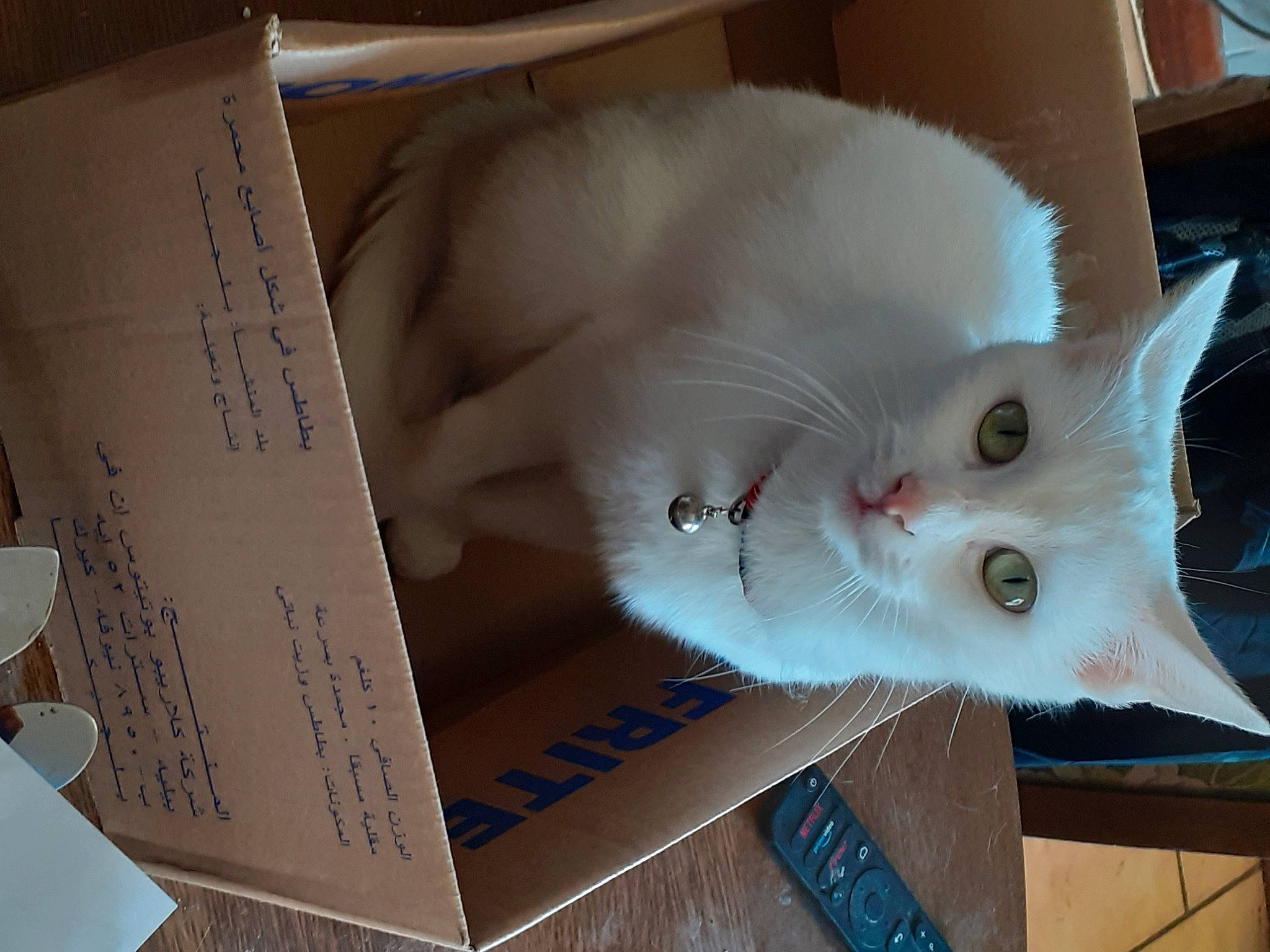 Rif a rejoint le concours — aidez-le/la à gagner de superbes lots ! box, carnivore, cat, domestic_short_haired_cat, fawn, felidae, font, fur, handwriting, packaging_and_labeling, packing_materials, paper, paper_product, paw, small_to_medium_sized_cats, snout, tail, whiskers