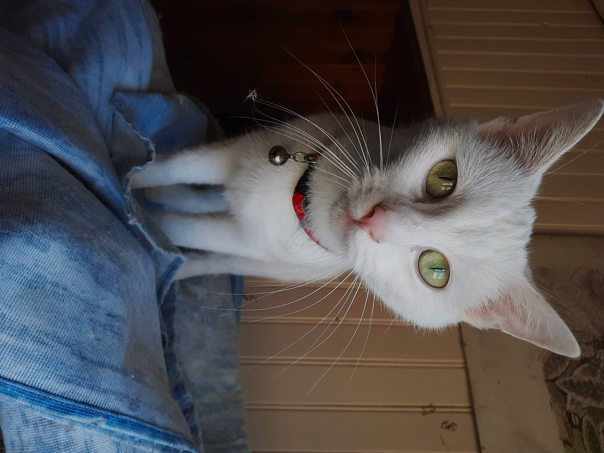 Rif a rejoint le concours — aidez-le/la à gagner de superbes lots ! animal_shelter, carnivore, cat, claw, denim, domestic_short_haired_cat, door, ear, eye, felidae, fur, head, paw, small_to_medium_sized_cats, snout, tail, whiskers