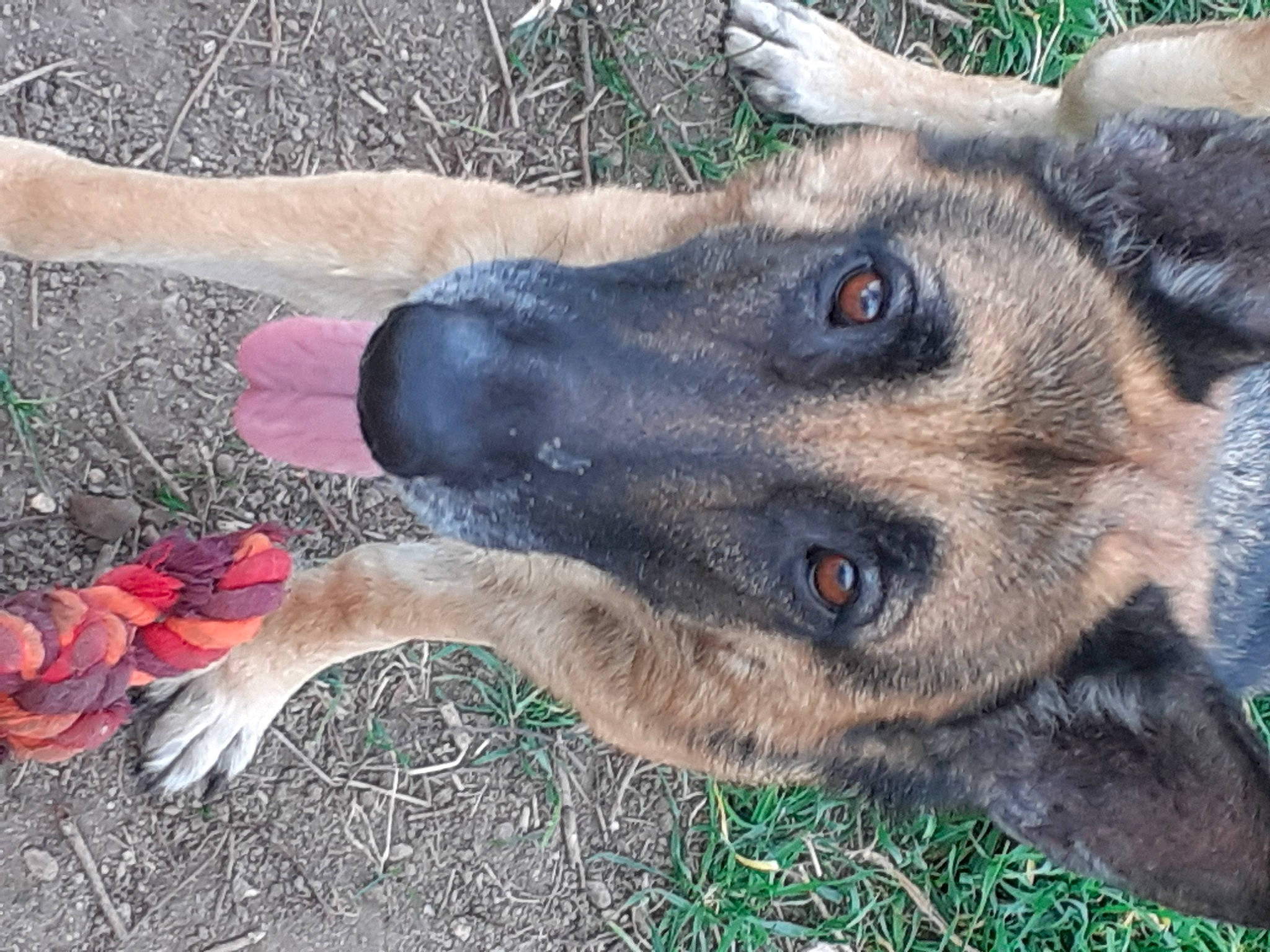 Lassie a rejoint le concours — aidez-le/la à gagner de superbes lots ! canidae, carnivore, dog, dog_breed, east_european_shepherd, fawn, foot, fur, german_shepherd_dog, grass, marsupial, old_german_shepherd_dog, snout, sporting_group, street_dog, terrestrial_animal, wallaby, whiskers, wildlife, working_animal