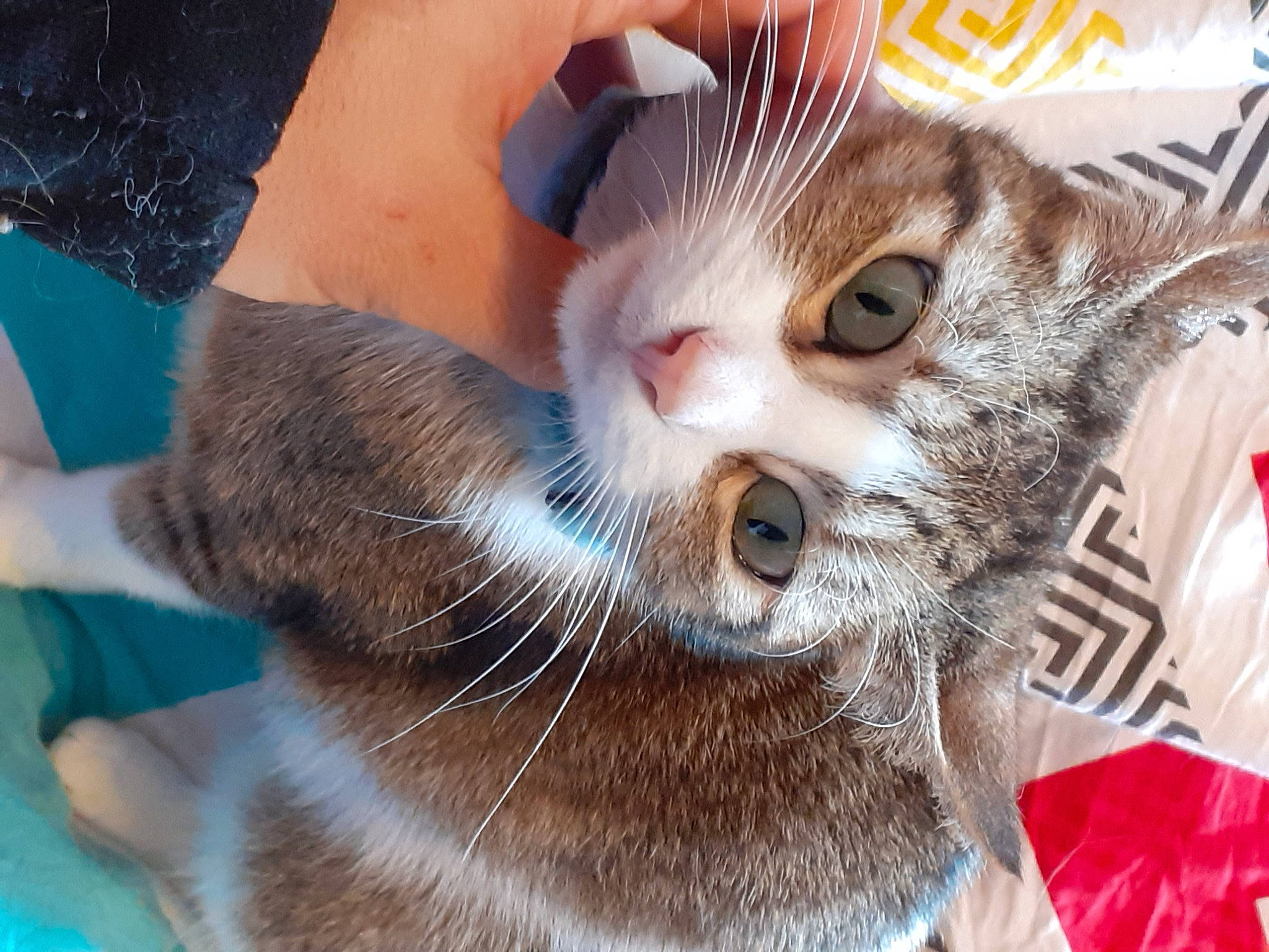 Minette participe au concours pour gagner de l'argent avec cette photo : carnivore, cat, claw, collar, domestic_short_haired_cat, drinking, ear, eyelash, eyewear, felidae, fur, gesture, paw, small_to_medium_sized_cats, snout, sunglasses, whiskers