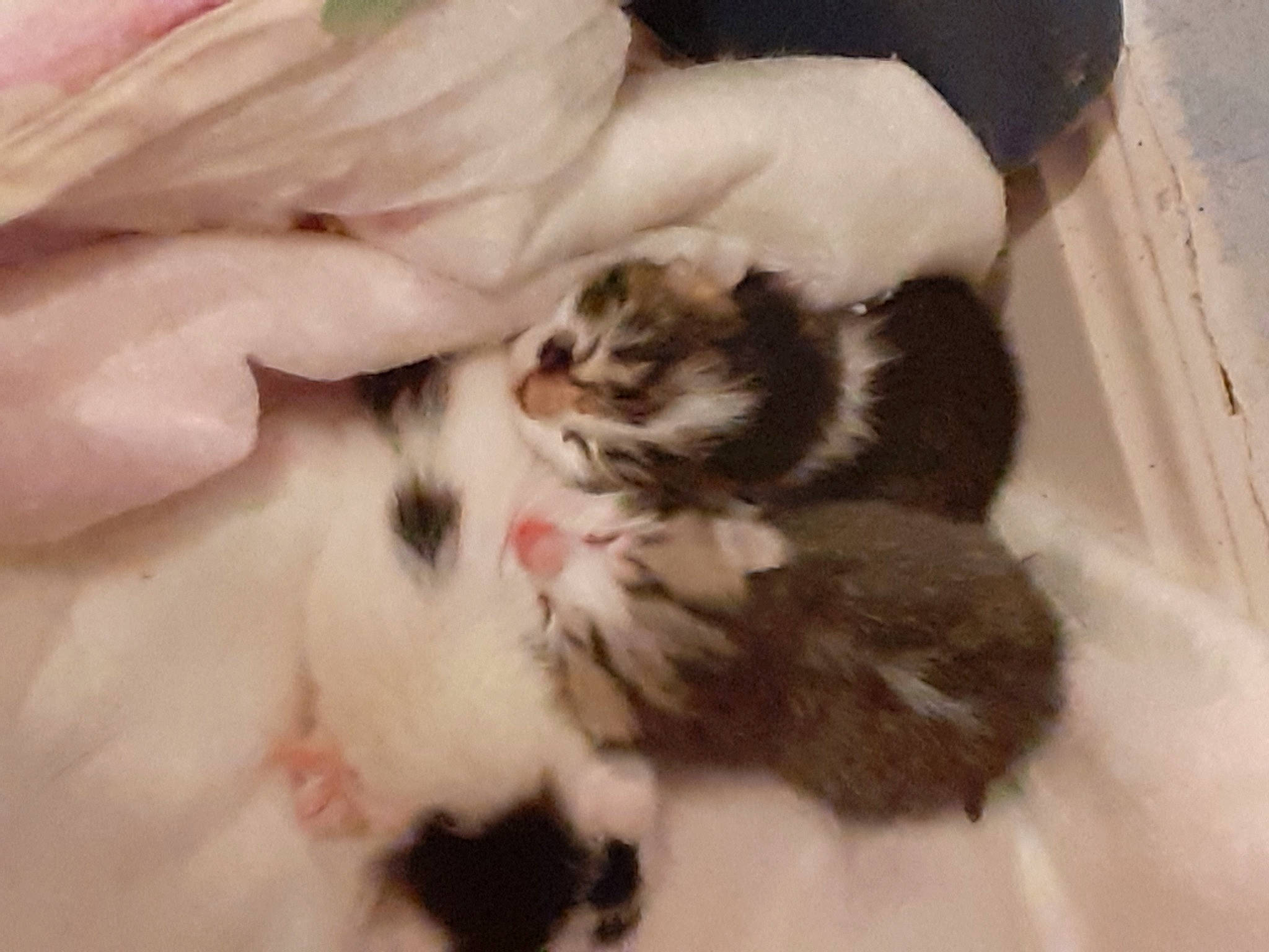 Choupinette Et Choupinou participe au concours pour gagner de l'argent avec cette photo : carnivore, cat, claw, comfort, domestic_short_haired_cat, felidae, fur, mammal, nail, paw, small_to_medium_sized_cats, tail, terrestrial_animal, vertebrate, whiskers