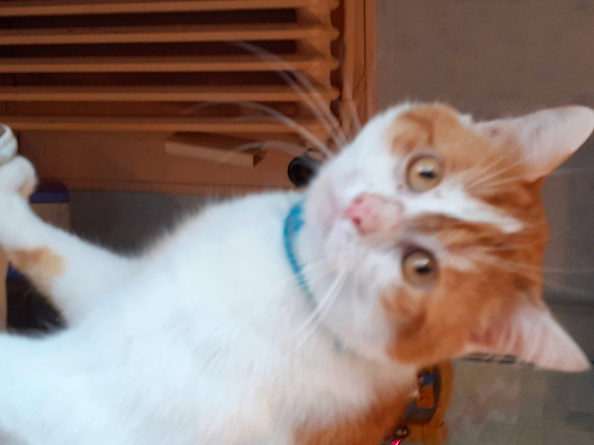 Frippon participe au concours pour gagner de l'argent avec cette photo : carnivore, cat, claw, domestic_short_haired_cat, ear, fawn, felidae, fur, paw, small_to_medium_sized_cats, snout, tail, whiskers, wood