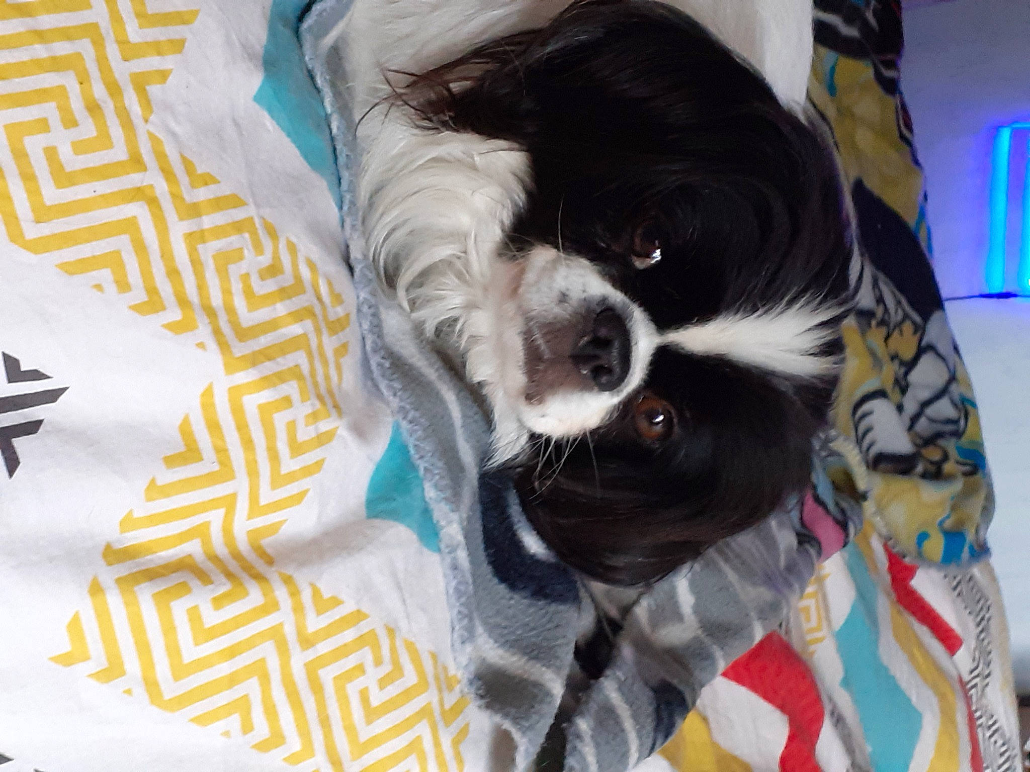 Choquette participe au concours pour gagner de l'argent avec cette photo : aircraft, canidae, carnivore, collar, comfort, companion_dog, dog, dog_breed, dog_supply, fawn, fur, linens, pet_supply, snout, sporting_group, tail, textile, toy_dog, whiskers, working_animal