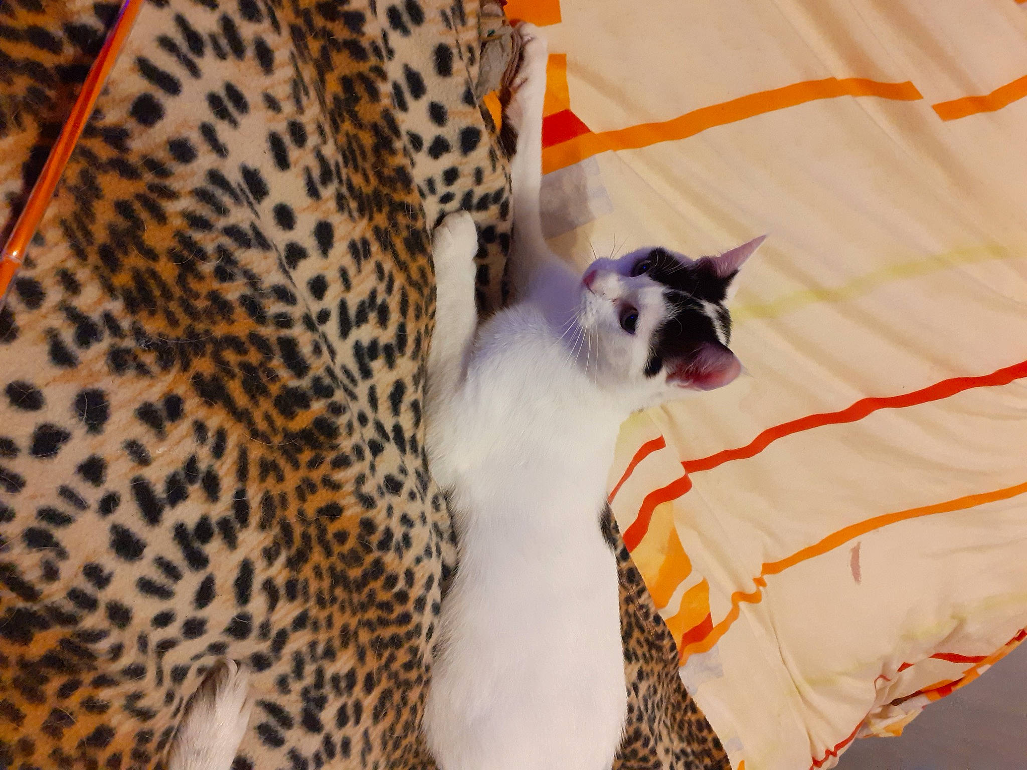 Minou participe au concours pour gagner de l'argent avec cette photo : balinese, carnivore, cat, comfort, domestic_short_haired_cat, fawn, felidae, fur, leopard, linens, mammal, pattern, siamese, small_to_medium_sized_cats, snout, tail, terrestrial_animal, textile, vertebrate, whiskers