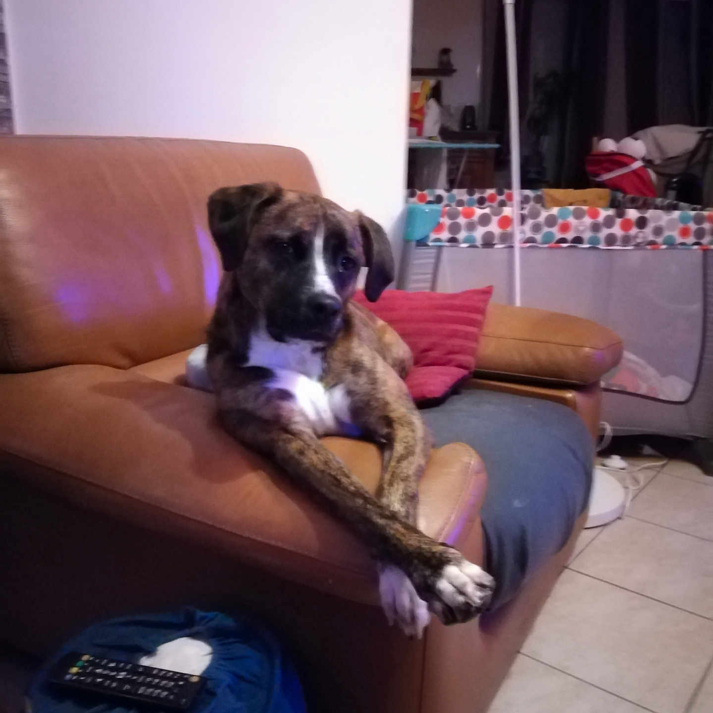 Perle participe au concours pour gagner de l'argent avec cette photo : accessories, animal, architecture, bag, building, canine, chair, couch, cushion, dog, electronics, furniture, handbag, homedecor, indoors, interiordesign, livingroom, pet, remotecontrol, room