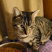 Tic joined the competition — help win amazing prizes! animal, brown, carpet, cat, closeup, curtain, domestic_cat, dry_food, ears, feline, food_bowl, fur, indoor, looking, pet, purple_rug, standing, striped, tabby, whiskers