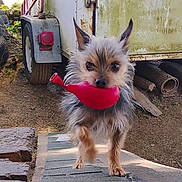 Scrappy joined the competition — help win amazing prizes! animal, balloon, daylight, dirt, dog, ears, front_paw, fur, nature, outdoor, pet, playful, red_toy, rustic, small_dog, snout, toy, trailer, walking, wood