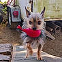 animal, balloon, daylight, dirt, dog, ears, front_paw, fur, nature, outdoor, pet, playful, red_toy, rustic, small_dog, snout, toy, trailer, walking, wood