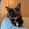kitten, cat, tortoiseshell, pet, animal, feline, cute, indoor, couch, furniture, relaxed, soft, whiskers, ears, paws, young, domestic, closeup, portrait, curious