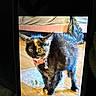cat, tortoiseshell, pet, animal, indoor, wooden_floor, collar, bell, fur, wide_eyes, curious, standing, plastic_bag, background, home, feline, cute, alert, phone_screen, domestic