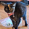 cat, tortoiseshell, pet, indoor, wooden_floor, collar, bell, plastic_bag, startled, fur, wide_eyes, animal, domestic, curious, alert, four_legs, whiskers, ears, tail, home