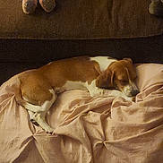 Blossom joined the competition — help win amazing prizes! animal, blanket, brown, comfort, couch, cozy, cute, dog, domestic, fabric, fur, home, indoor, nap, pet, plush_toy, relaxed, resting, sleeping, soft
