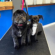 Harley And Honey is registered to the contest to win money with this photo: dog, pets, black_dog, small_dog, grooming_table, indoor, animal, cute, fur, collar, two_animals, companions, looking_at_camera, floor, wall, leash, portrait, friendship, domestic_animal, pet_shop