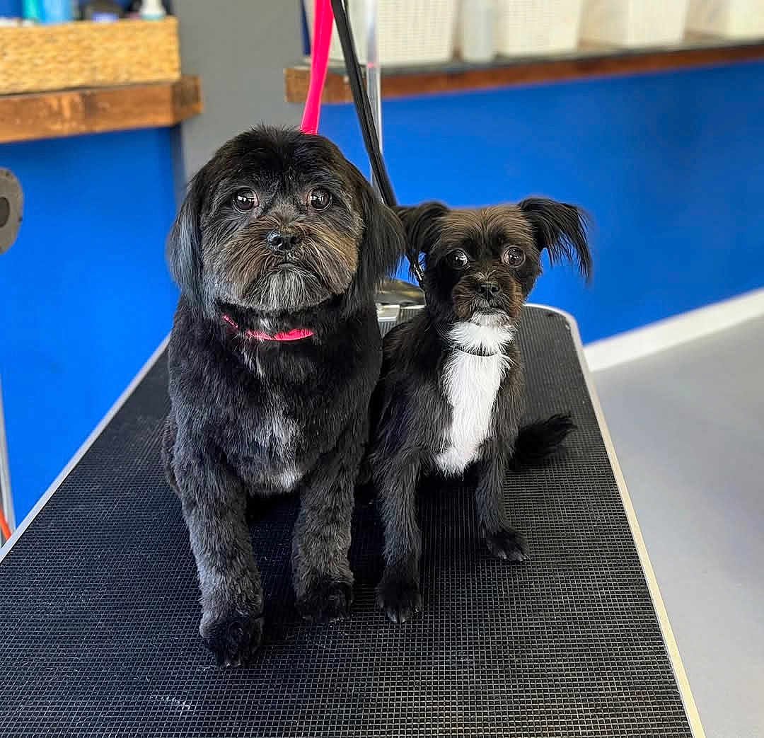 Harley And Honey