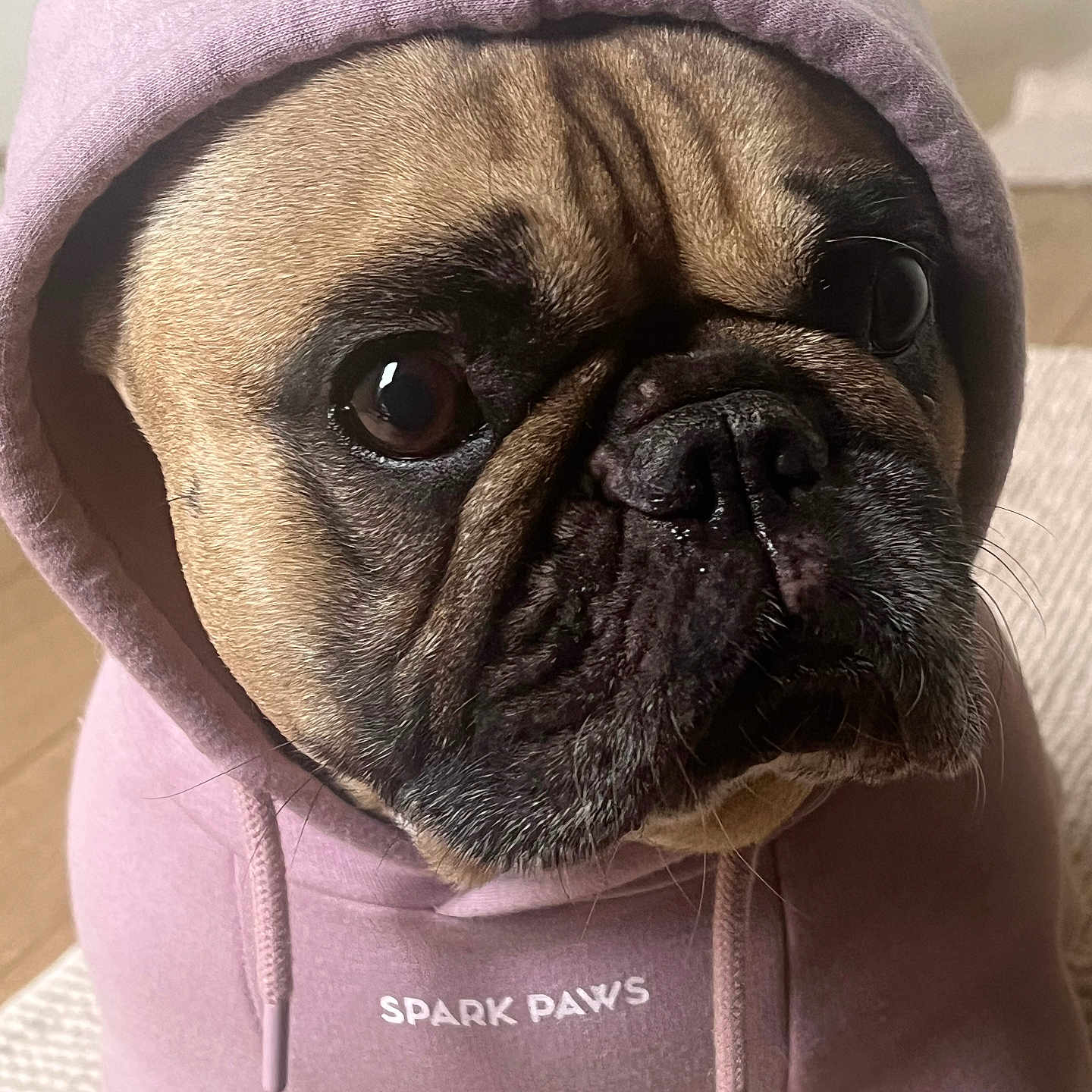 Missi-Lou participe au concours pour gagner de l'argent avec cette photo : animal, apparel, black, brown, close_up, clothing, cute, dog, ears, fashion, floor, french_bulldog, hoodie, indoor, nose, pet, portrait, puppy, text, wrinkles