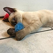 Tommy is registered to the contest to win money with this photo: cat, siamese_cat, toy_mouse, blue_toy, red_toy, tile_floor, indoor, pet, playful, curious, animal, feline, claw, paw, whiskers, ears, door, floor, closeup, domestic