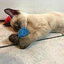 cat, siamese_cat, toy_mouse, blue_toy, red_toy, tile_floor, indoor, pet, playful, curious, animal, feline, claw, paw, whiskers, ears, door, floor, closeup, domestic