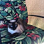 Tommy joined the competition — help win amazing prizes! cat, siamese_cat, blue_eyes, floral_pattern, cushion, chair, indoor, pet, animal, relaxing, feline, leaf, flower, pattern, fabric, colorful, sitting, closeup, domestic, resting