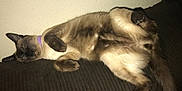 Tommy joined the competition — help win amazing prizes! cat, siamese, sleeping, couch, indoor, relaxed, pet, feline, fur, collar, whiskers, paw, belly, nap, domestic_animal, mammal, resting, cute, cozy, home