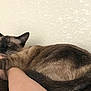 Tommy joined the competition — help win amazing prizes! cat, siamese_cat, sleeping, pet, feline, paw, arm, human, cozy, relaxed, indoor, resting, fur, animal, cute, snuggling, peaceful, whiskers, tail, texture