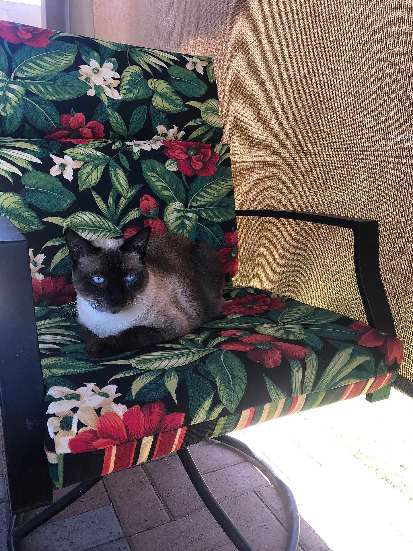 Tommy joined the competition — help win amazing prizes! cat, siamese_cat, chair, floral_pattern, cushion, outdoor, sunlight, pet, animal, relaxing, resting, feline, blue_eyes, patterned_fabric, paws, quiet, calm, home, porch, shade