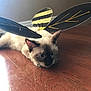 animal, bee_wings, brown, cat, costume, cute, decorative, domestic, ears, feline, indoor, kitten, lying_down, pet, playful, siamese, whiskers, white, wooden_floor, young