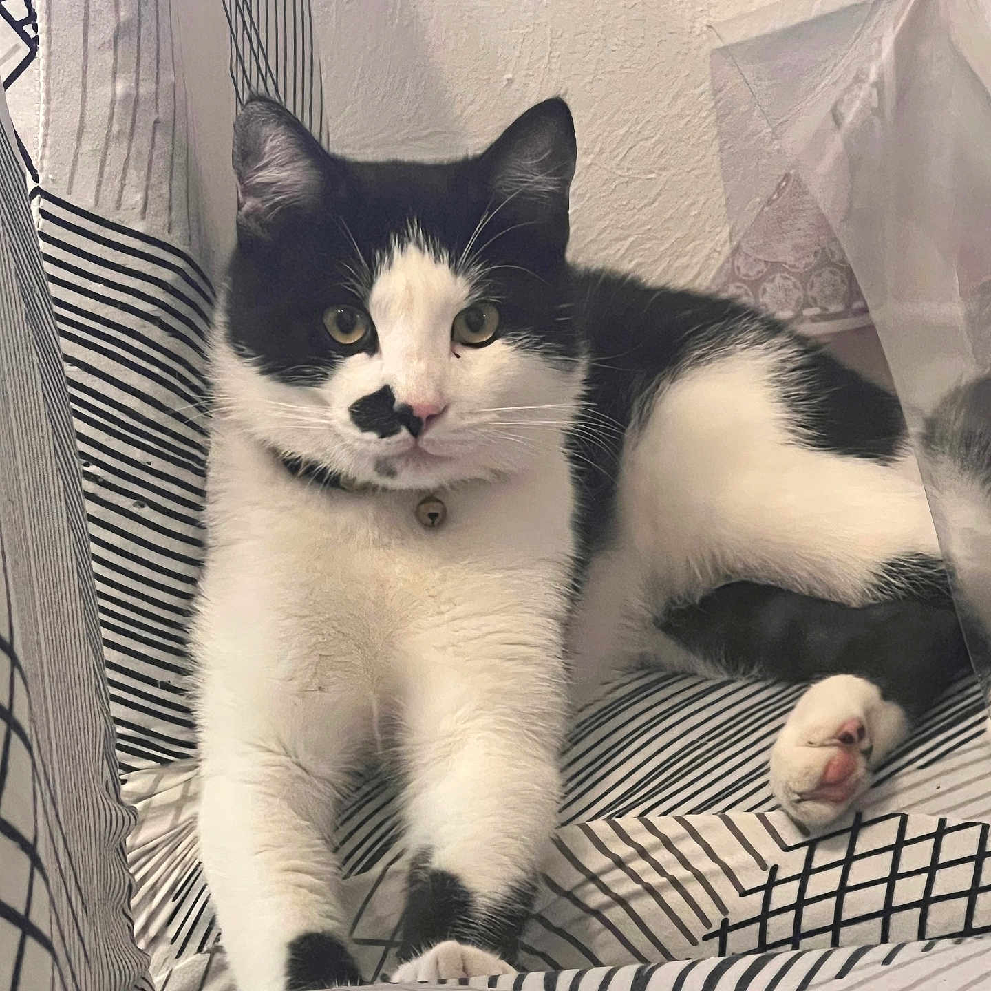 Nory participe au concours pour gagner de l'argent avec cette photo : angora, animal, blanket, cat, chair, couch, cushion, document, face, furniture, head, homedecor, kitten, manx, person, pet, receipt, siamese, sleeping, text