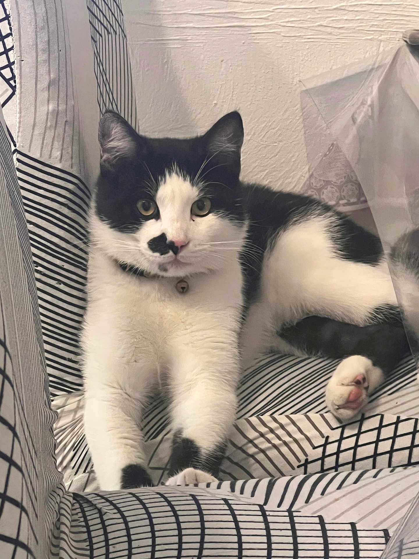 Nory participe au concours pour gagner de l'argent avec cette photo : angora, animal, blanket, cat, chair, couch, cushion, document, face, furniture, head, homedecor, kitten, manx, person, pet, receipt, siamese, sleeping, text