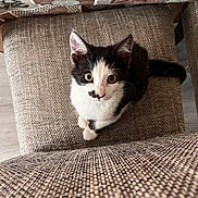 Nory participe au concours pour gagner de l'argent avec cette photo : animal, armchair, blanket, cat, chair, chaise, couch, cushion, document, furniture, homedecor, indoors, interiordesign, kitten, manx, person, pet, pillow, receipt, sitting