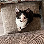 animal, armchair, blanket, cat, chair, chaise, couch, cushion, document, furniture, homedecor, indoors, interiordesign, kitten, manx, person, pet, pillow, receipt, sitting