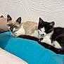 animal, bed, bedroom, blanket, cat, couch, cushion, furniture, homedecor, indoors, kitten, manx, person, pet, quilt, room, siamese, sleeping, white