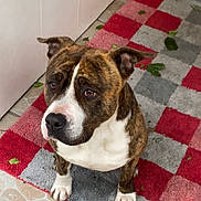 Tiger a rejoint le concours — aidez-le/la à gagner de superbes lots ! dog, brindle, white, pet, animal, indoor, rug, checkered_rug, floor_tiles, leaf, waiting, cute, ears, eyes, snout, paw, door, wall, tile_floor, calm