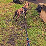 Tiger participe au concours pour gagner de l'argent avec cette photo : dog, brindle, harness, leash, grass, outdoor, rocks, path, nature, canine, pet, walking, greenery, sidewalk, wall, animal, daytime, no_people, standing, alert