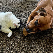 Corra joined the competition — help win amazing prizes! cat, dog, pets, animal_companions, white_cat, brown_dog, fluffy, short_hair, lying_down, carpet, indoor, home, friendship, nose_to_nose, cute, adorable, pet_portrait, relaxed, animal_bond, toy