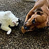 cat, dog, pets, animal_companions, white_cat, brown_dog, fluffy, short_hair, lying_down, carpet, indoor, home, friendship, nose_to_nose, cute, adorable, pet_portrait, relaxed, animal_bond, toy