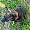 dog, black_dog, pet, animal, outdoor, grass, dirt, orange_collar, collar, tongue, looking_up, standing, portrait, close_up, canine, fur, tail, park, ground, sunlight