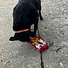 black_dog, dog, canine, pet, animal, leash, collar, red_bag, dog_treats, sniffing, sidewalk, concrete, outdoor, street, ground, standing, fur, black_fur, pet_food, funny_moment