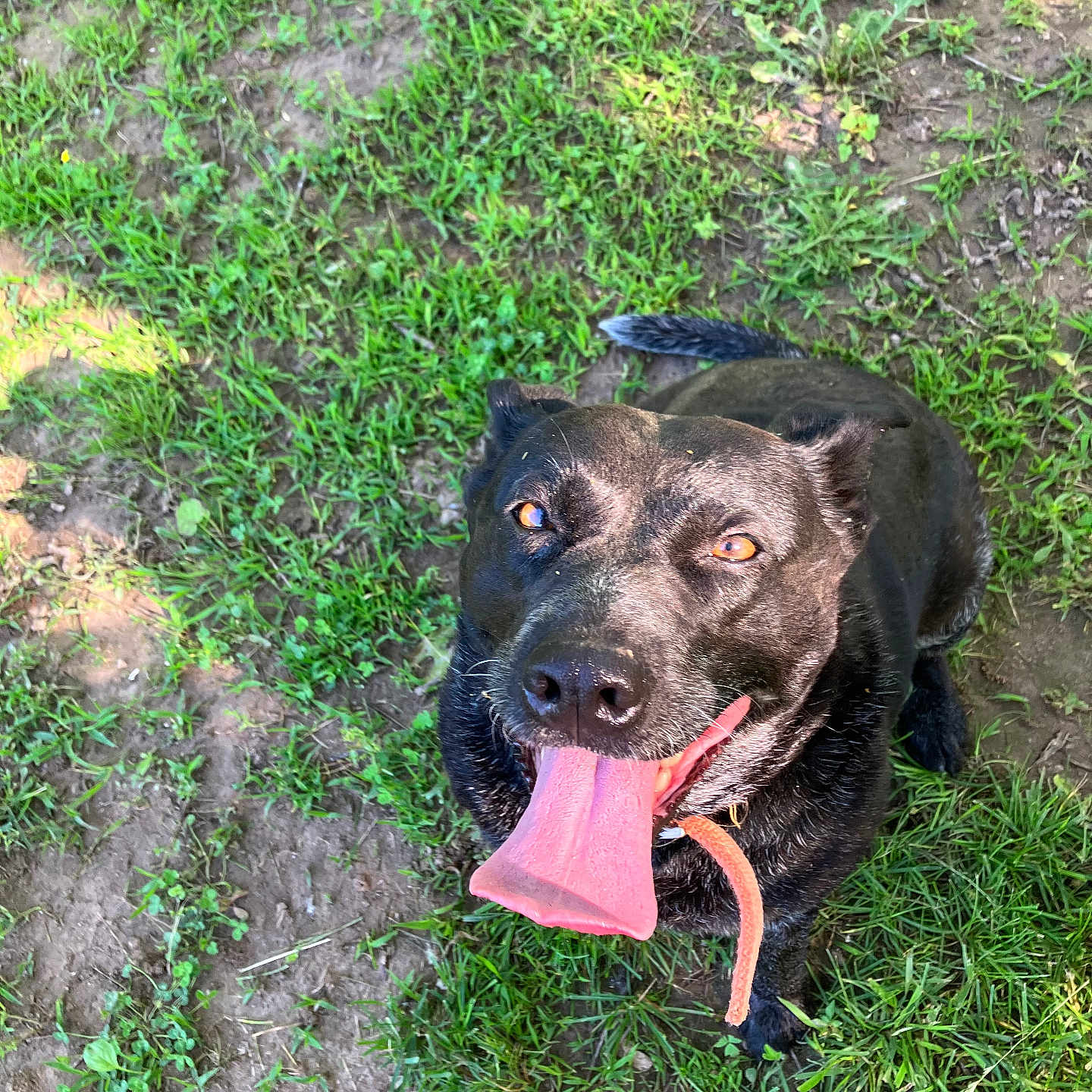 Oakley