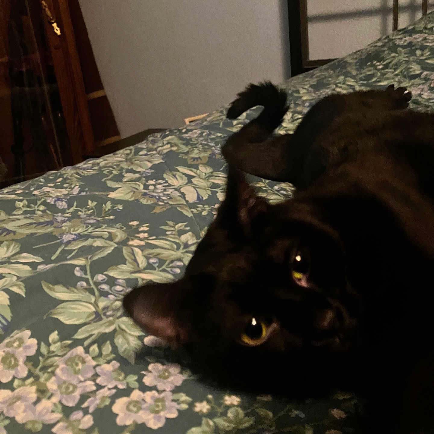 Azalea is registered to the contest to win money with this photo: cat, black_cat, pet, feline, animal, golden_eyes, glowing_eyes, lying_down, lounging, bed, bedspread, floral_pattern, bedroom, indoor, home, dark_fur, whiskers, portrait, relaxed, cozy