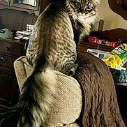 Ferris joined the competition — help win amazing prizes! cat, tabby, long_hair, fluffy, feline, pet, animal, sitting, portrait, looking_at_camera, whiskers, ears, striped_fur, brown, gray, indoors, chair, blanket, furniture, snack