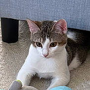 Ivy Rose joined the competition — help win amazing prizes! cat, pet, indoor, carpet, plush_toys, gray_couch, white_and_brown_fur, animal, cute, curious, paw, feline, playful, young_cat, resting, soft_toys, domestic, cozy, fur, ears