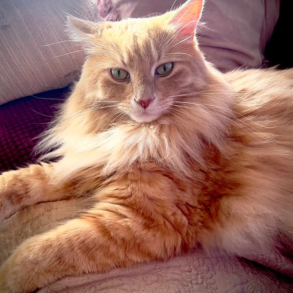 Simba joined the competition — help win amazing prizes! animal, cat, close_up, cozy, cute, domestic_animal, feline, fluffy, fur, green_eyes, indoor, orange_cat, pet, pillow, portrait, quilt, relaxed, resting, soft_light, whiskers