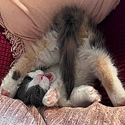 Star joined the competition — help win amazing prizes! animal, burgundy_cushion, cat, comfy, cozy, cute, feline, fluffy, fur, indoor, paws, pet, pink_cushion, playful, relaxed, resting, sleepy, soft, upside_down, whiskers